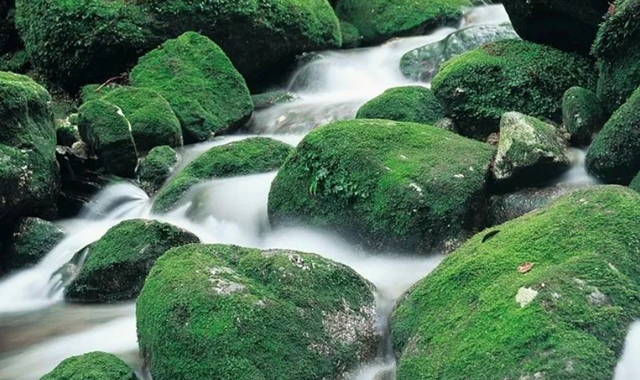 Yakushima Shiratani Unsuikyo Trekking Tour