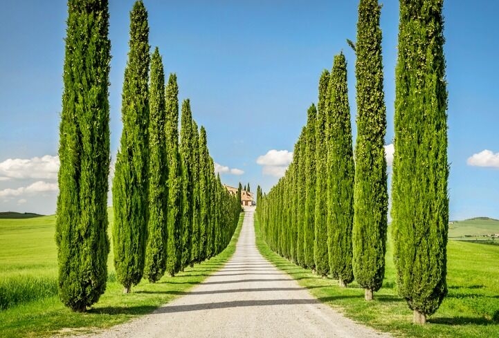 [우노트래블] 로마 출발: 치비따 디 바뇨레죠 & 오르비에또 & 발도르차 & 피엔차 일일 투어 (피렌체 도착)