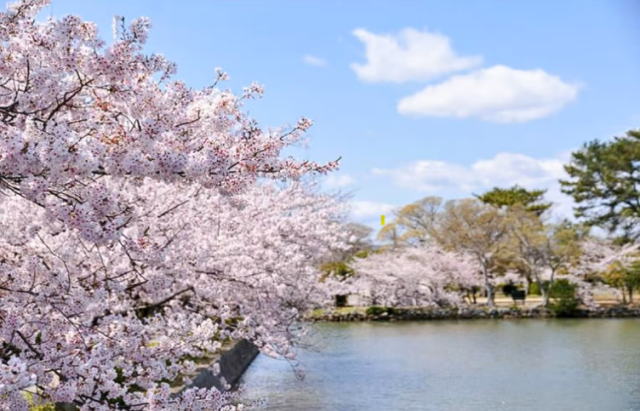 Osaka Okawa River Cherry Blossom Cruise