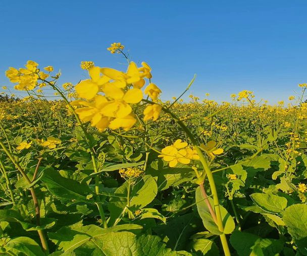 activity_detail_image