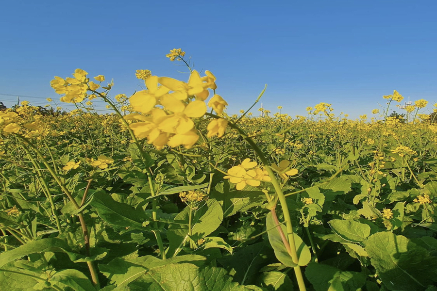 제주 동부 감성 '핫플버스' 일일 버스 투어