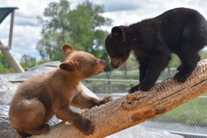 [오버랜드] [3박4일] 솔트레이크시티 출발: 옐로우스톤 & 그랜드티턴 / 엔텔롭 아일랜드 투어 (호텔 포함)
