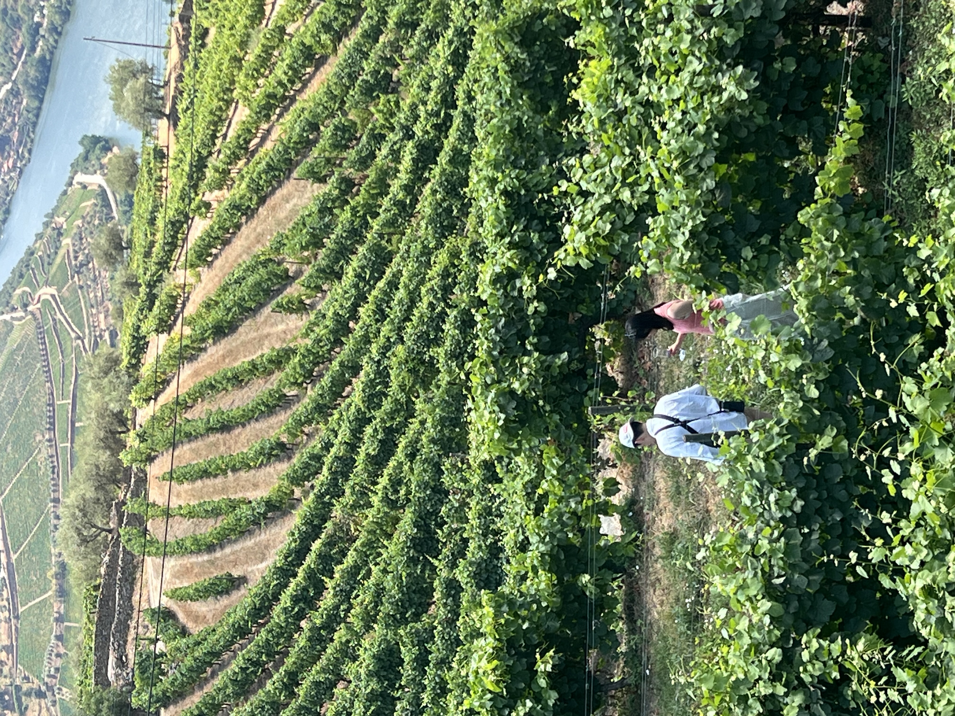 [독점할인] [로투스] 포르투 도우루 밸리 와이너리 투어