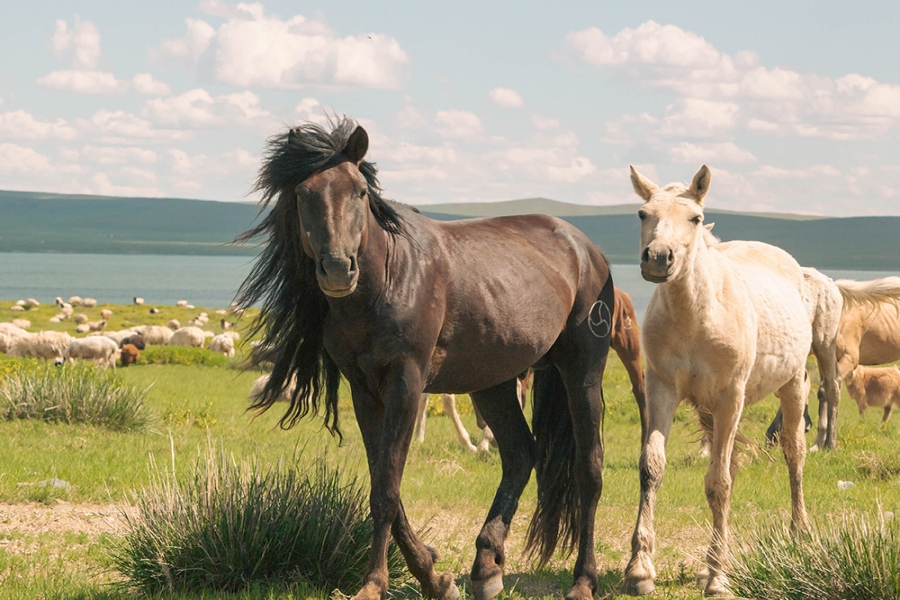 [노라투어] [3박4일] 몽골의 매력을 깊이 있게 체험할 수 있는 시그니처 투어