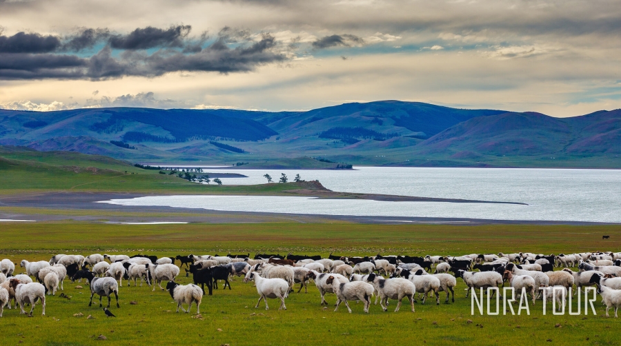 [노라투어] [7박8일] 몽골 홉스골 힐링 코스! 초원의 끝판왕 홉스골 & 테를지 투어
