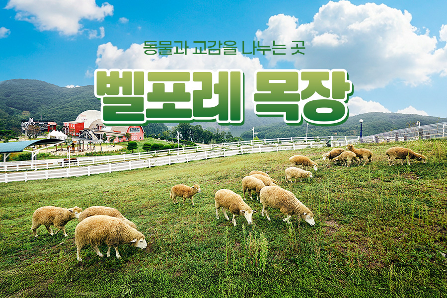 충북 증평 벨포레 목장 입장권