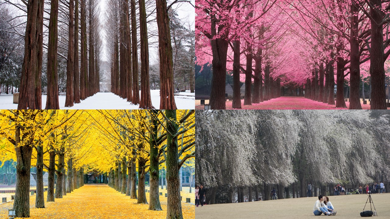 Nami Island & Seoraksan Mountain One Day Tour from Gangwon