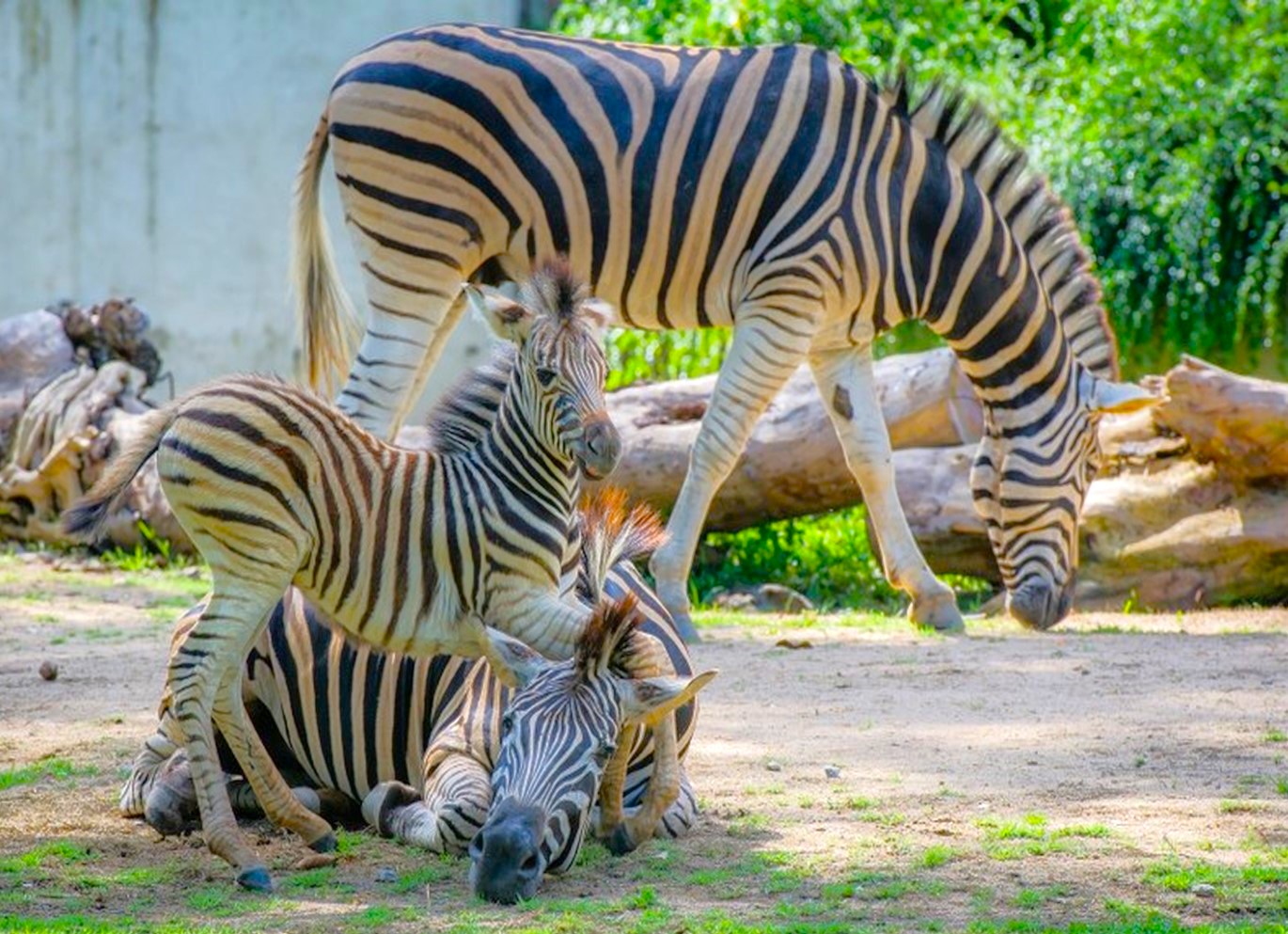 [방콕 왕복] 카오키여우 오픈 주 단독 투어 (단독차량/한국어가이드 포함)