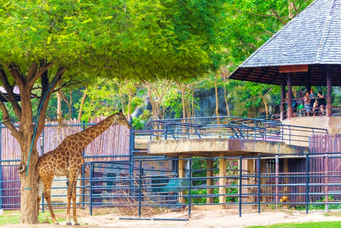 [방콕 왕복] 카오키여우 오픈 주 단독 투어 (단독차량/한국어가이드 포함)