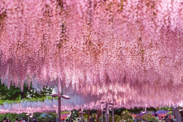 도쿄 출발: 히타치 해변공원 & 아시카가 플라워 파크 일일 투어