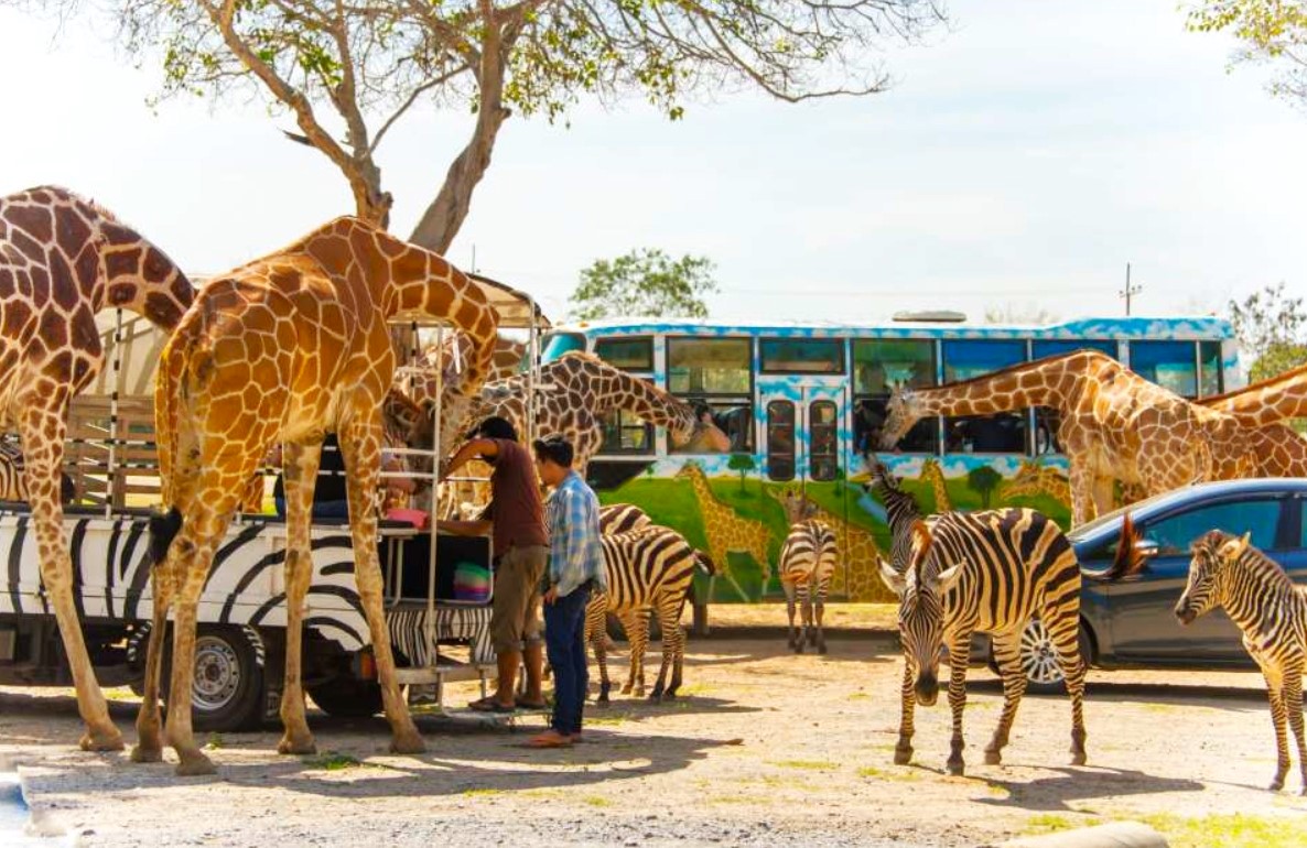 칸차나부리 사파리파크 & 에라완국립공원 & 콰이강의 다리 & 미나카페 단독 투어 (단독차량/한국어가이드 포함)