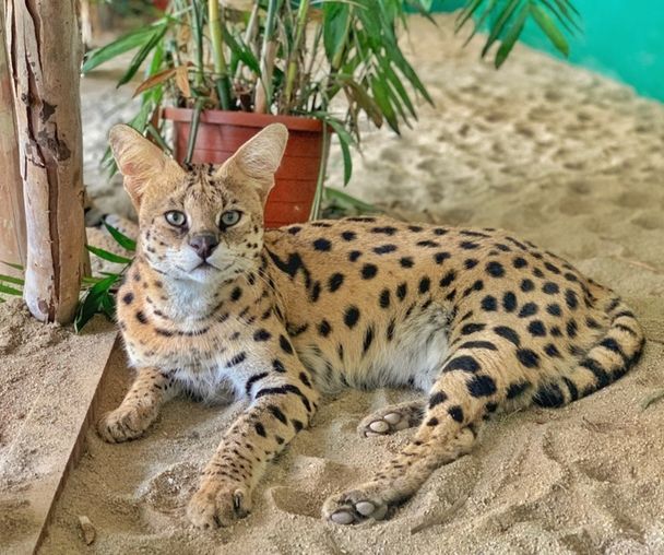 activity_detail_image