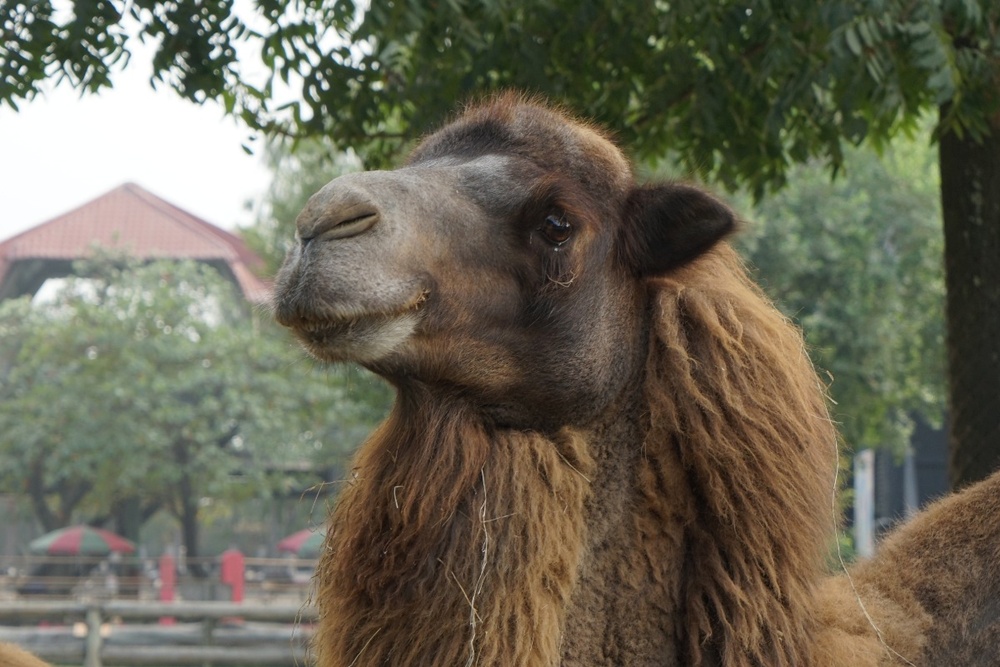 Tainan Wanpi World Safari Zoo Ticket