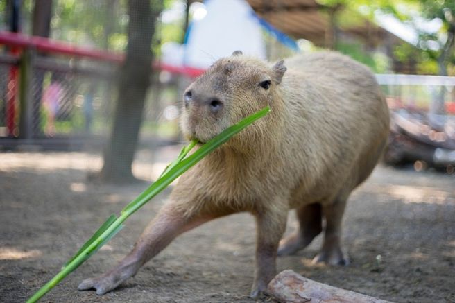 台南 臺碧浦ワールド サファリ動物園 入場券