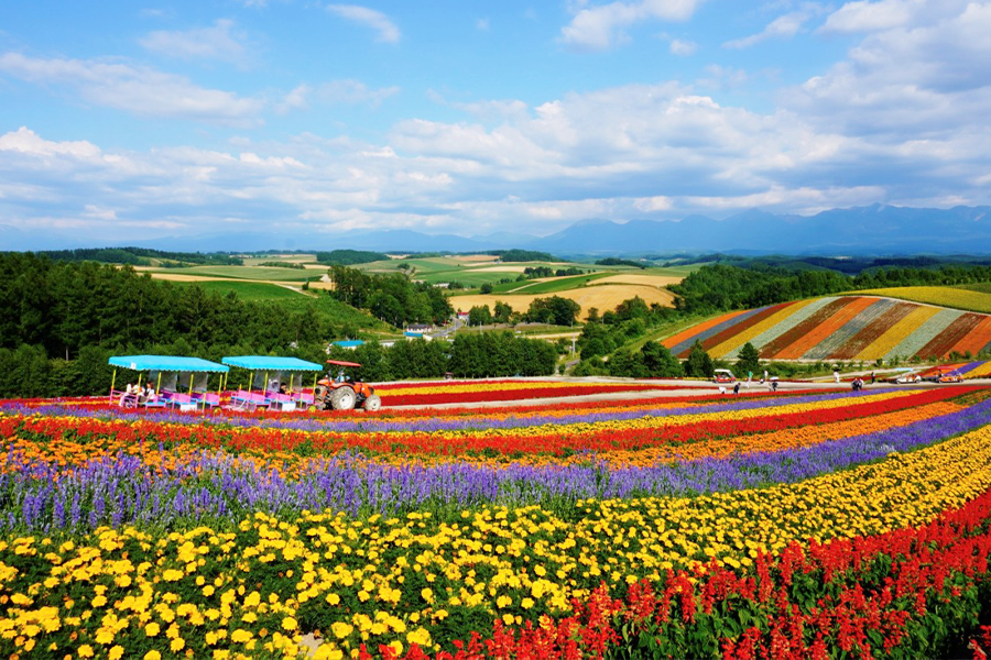 [흰그림자투어] 삿포로 오리지널 투어 비에이 & 후라노 투어 (스스키노 출발)