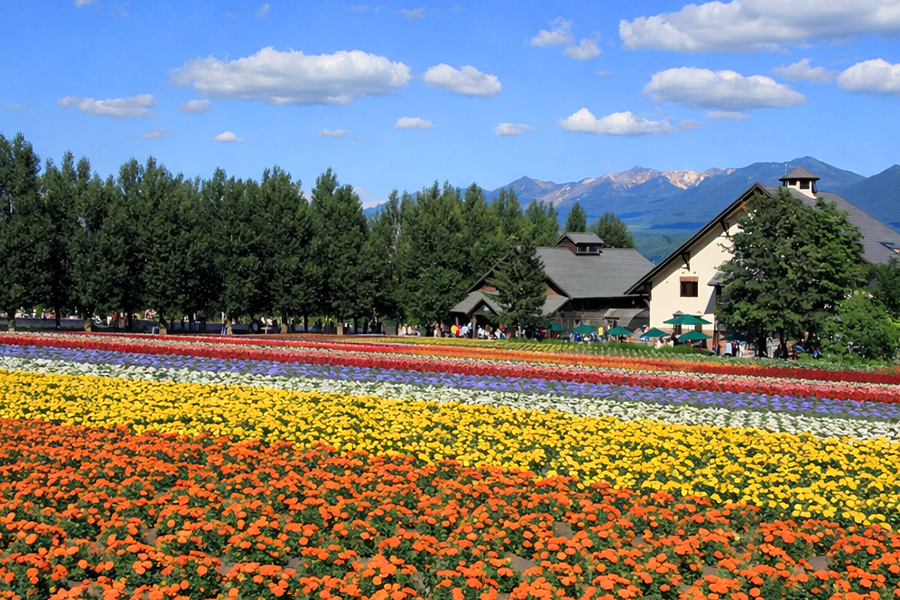 [흰그림자투어] 삿포로 오리지널 투어 비에이 & 후라노 투어 (스스키노 출발)