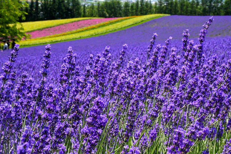 [흰그림자투어] 홋카이도 오리지널 투어 비에이 & 후라노 투어 (스스키노 출발)