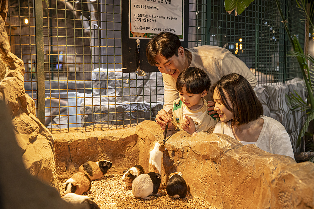 キョンギ道 東灘(トンダン) ゾルンゾルン室内動物園 東灘店 入場チケット