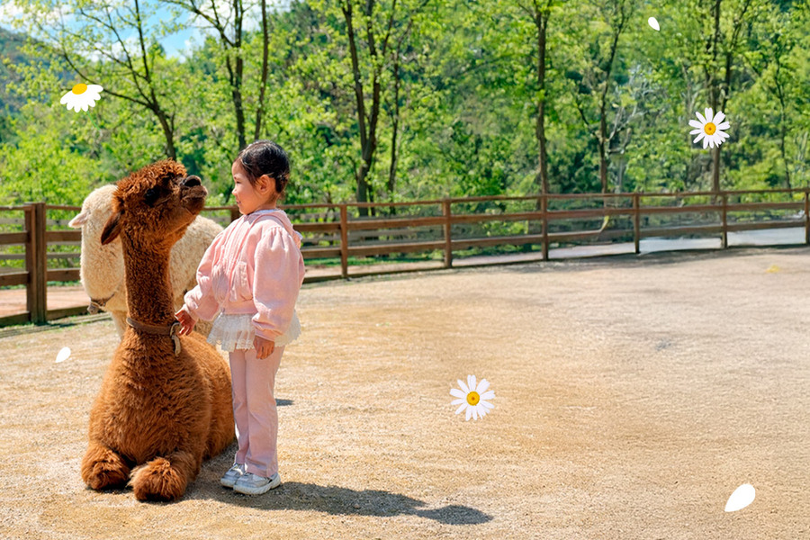 강원 홍천 알파카월드 입장권