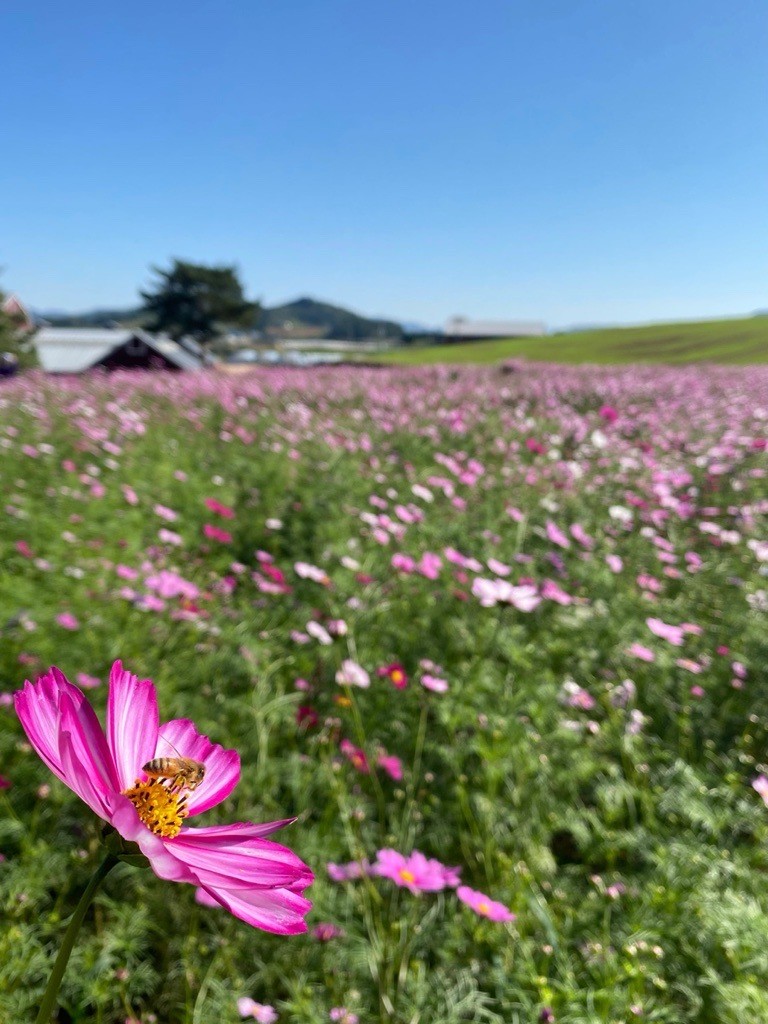 [사전예약 50%] 전북 고창 제 10회 상하농원 가정의 달 축제 봄꽃 공방 피크닉 입장권