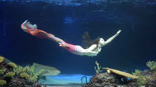 京畿道 水原(キョンギド スウォン) 光교(クァンギョ) アクアプラネット入場チケット