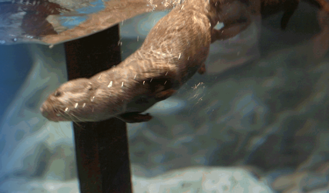 京畿道 水原(キョンギド スウォン) 光교(クァンギョ) アクアプラネット入場チケット