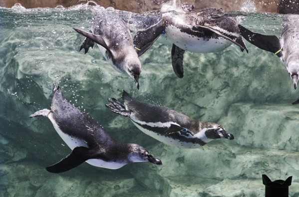 京畿道 水原(キョンギド スウォン) 光교(クァンギョ) アクアプラネット入場チケット