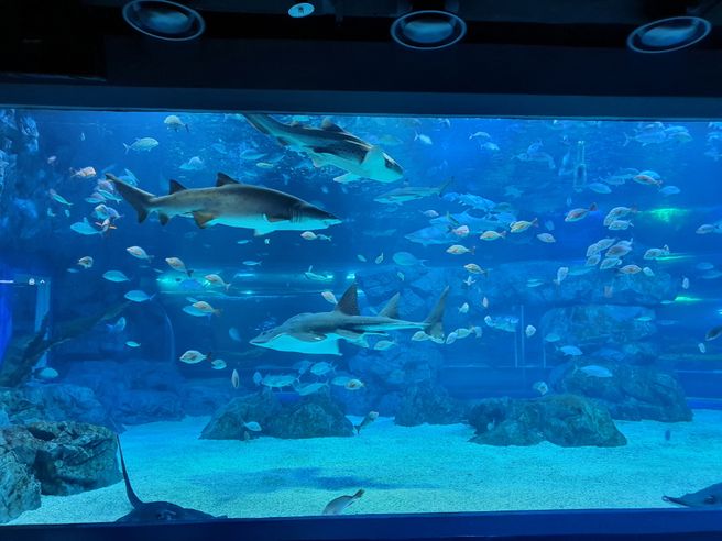 Gyeonggi Suwon Aqua Planet Ticket