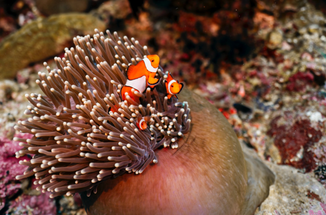 코타키나발루 스쿠버 다이빙 체험