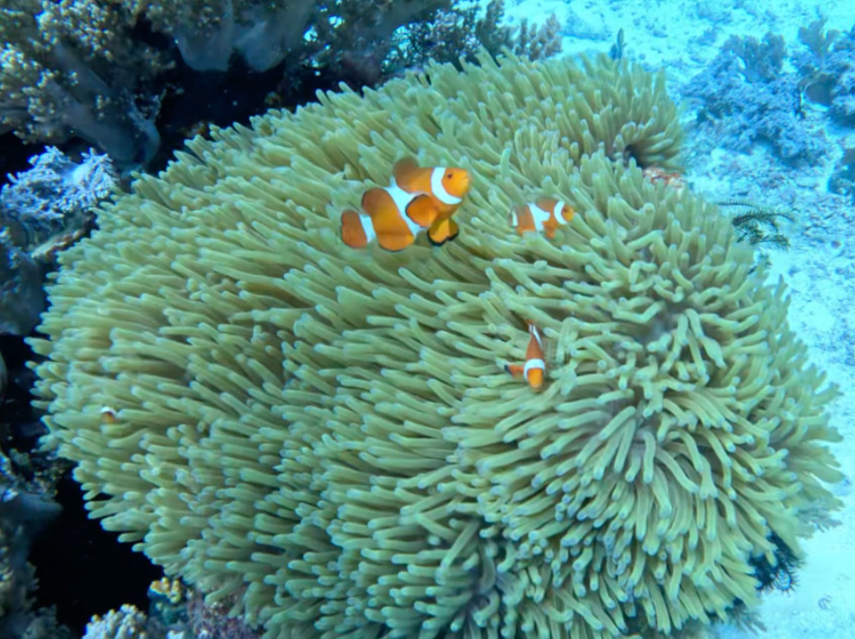 코타키나발루 스쿠버 다이빙 체험