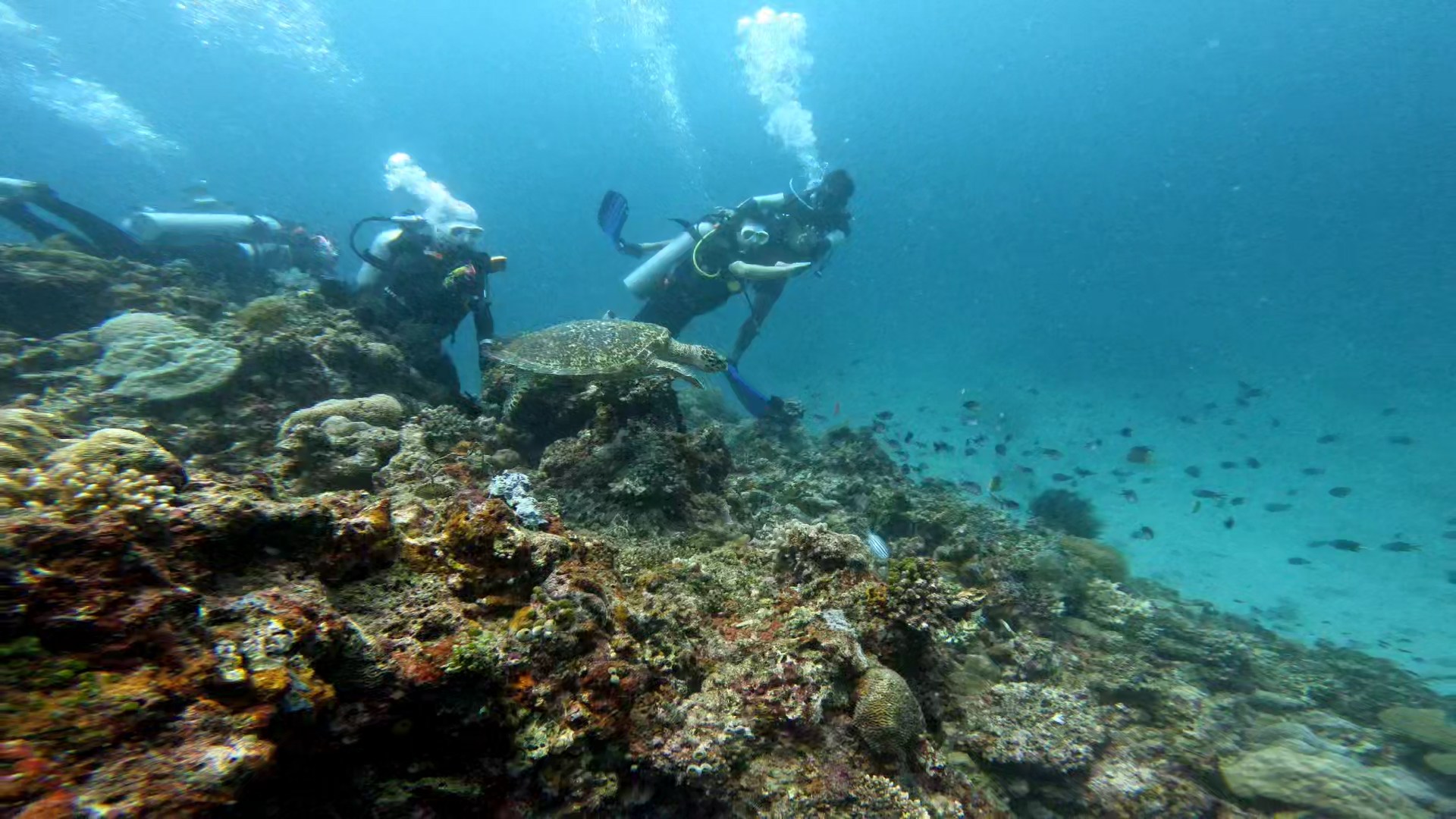 Boracay Devoora Experience Diving Tour (Photos & Videos Provided)