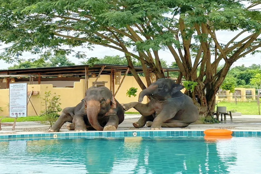 チェンマイ エレファント コミュニケーション体験カフェツアー (往復送迎付き)