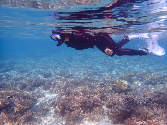 [독점할인] 이시가키 환상의 섬 하마지마 스노클링 투어
