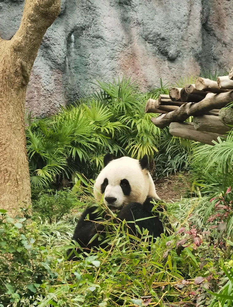 마카오 한 바퀴 차량 투어 (콜로안, 타이파, 판다공원, 학사비치)