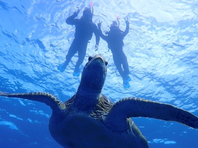[독점할인] 이시가키 바다 거북이 & 푸른동굴 스노클링 투어