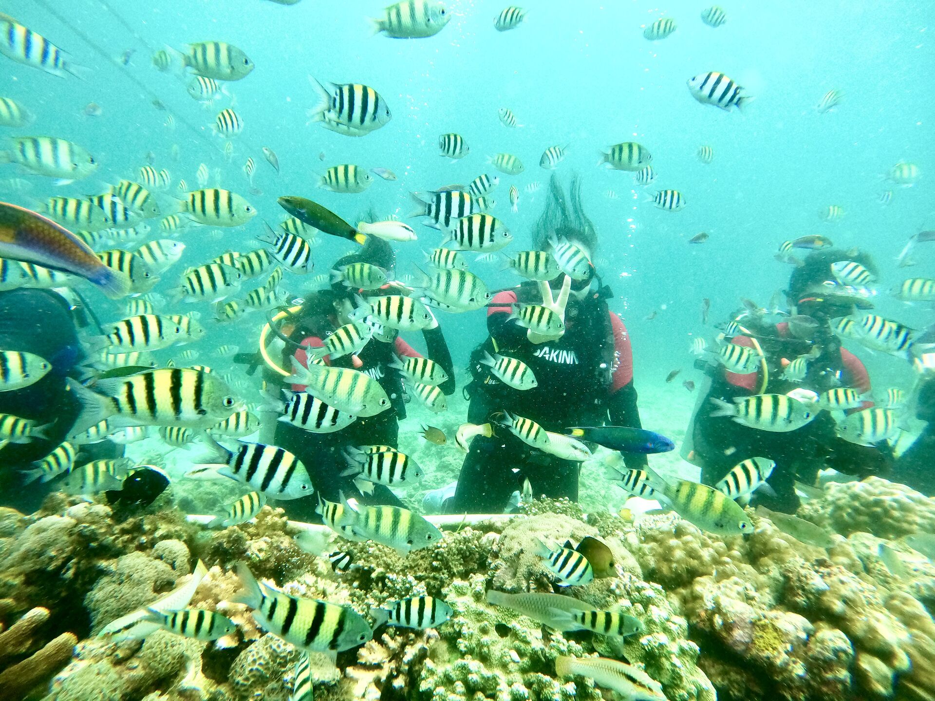 필리핀 세부 스쿠버다이빙 펀 스킨 체험