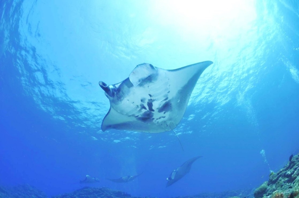 발리 누사페니다 섬 스노클링 투어