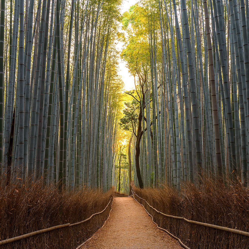 [外国人専用][アイトリップ] 大阪発: 京都日帰りツアー (伏見稲荷神社、嵐山、金閣寺、清水寺)