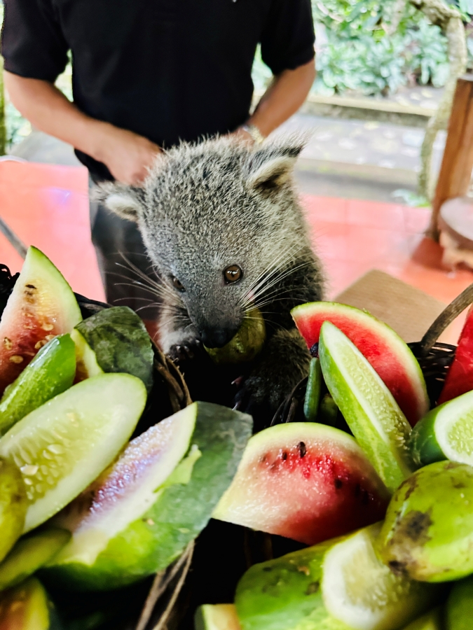 From Gili: Lombok Wildlife Park & Tiu Pupus Waterfall Day Tour (Inc. Hotel Pick-up & Drop-off)