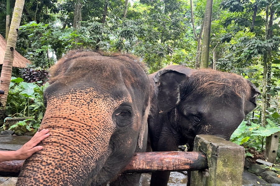 From Gili: Lombok Wildlife Park & Tiu Pupus Waterfall Day Tour (Inc. Hotel Pick-up & Drop-off)