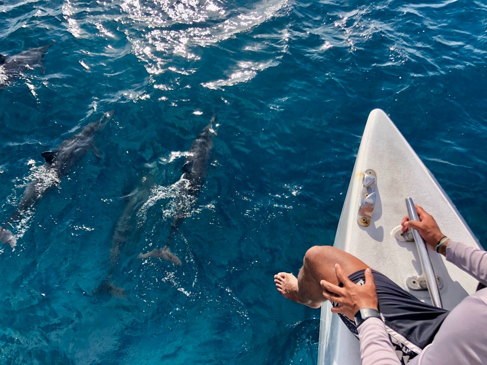 고 시티® 오하우 에센셜 패스