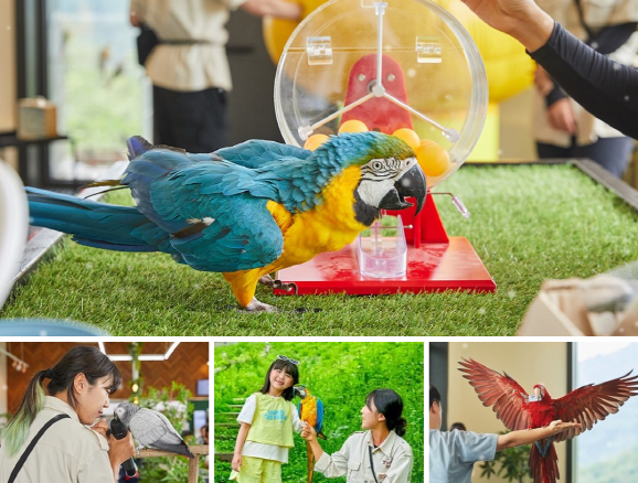 Gangwon Hongcheon Alpaca World Ticket