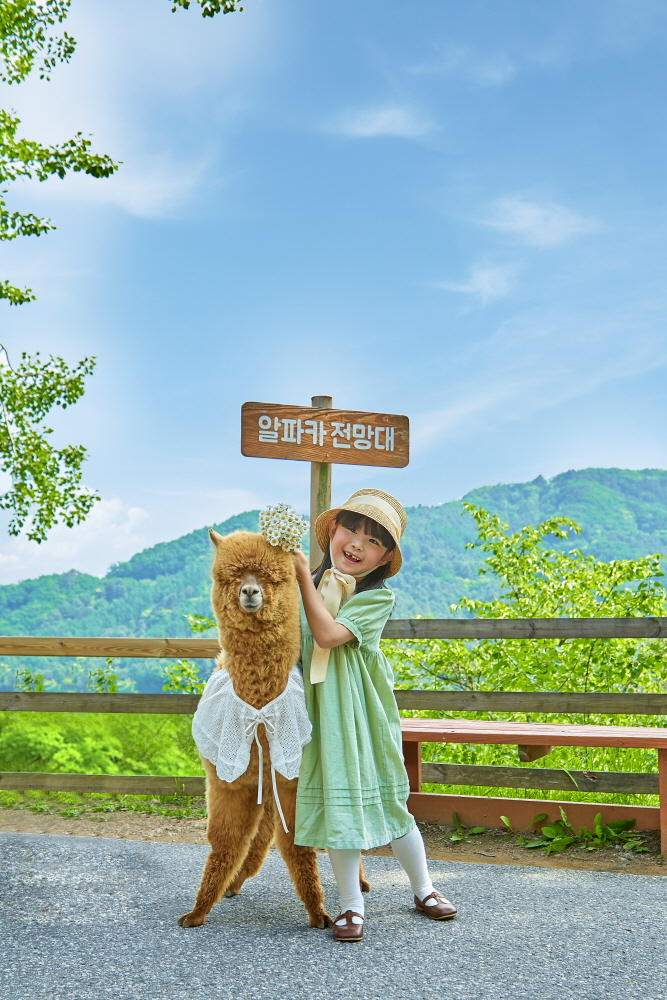 Gangwon Hongcheon Alpaca World Ticket