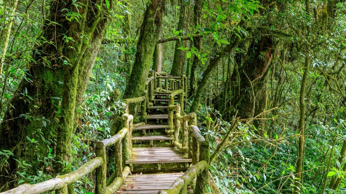 チェンマイ ドーイ・インタノン 必須コース プライベート日帰りツアー (往復送迎付き)