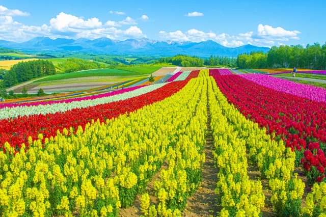 [와쿠와쿠스탠다드] 북해도 비에이 후라노 일일 버스투어 홋카이도 1호선 (49인승 대형버스)