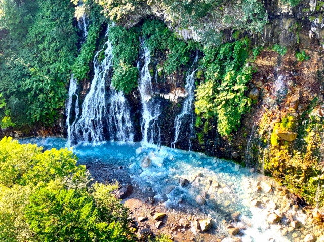 [와쿠와쿠스탠다드] 북해도 비에이 후라노 일일 버스투어 홋카이도 1호선 (49인승 대형버스)
