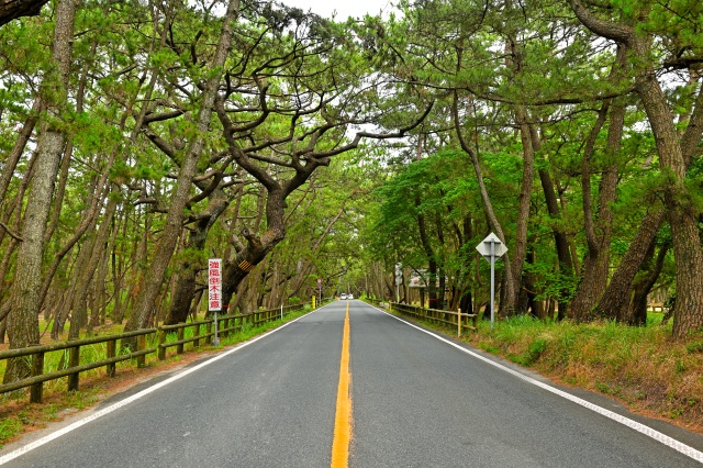 [와쿠와쿠] 후쿠오카 근교 큐슈 3호선 버스투어 - 이토시마 야자수 그네 소금푸딩 / 사가 가라쓰 타케오