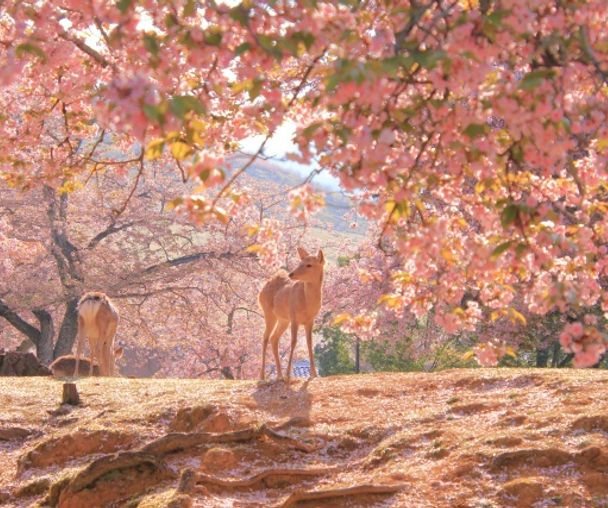 activity_detail_image