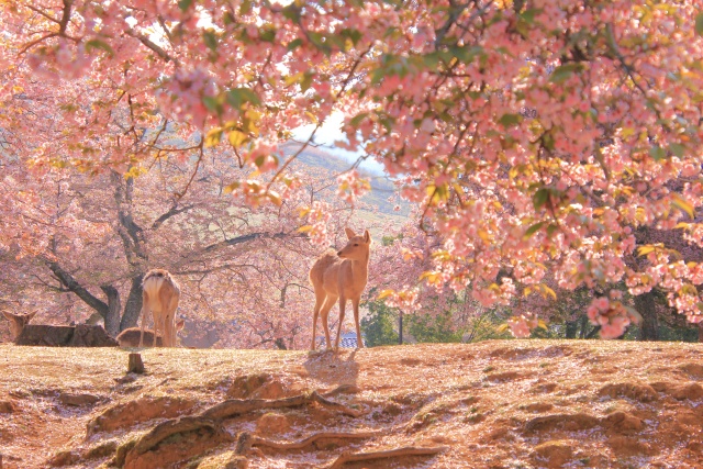 [와쿠와쿠] 오사카 출발: 나라, 아리마 온천, 고베 버스 2호선 투어