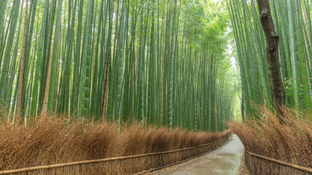 [와쿠와쿠] 교토 1호선 아라시야마 일일 버스투어